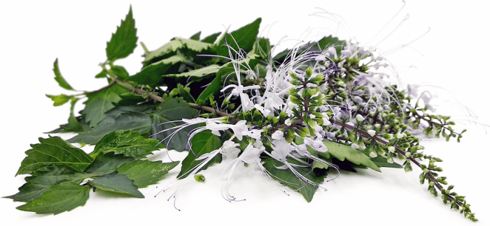 Daun kumis kucing manfaatnya