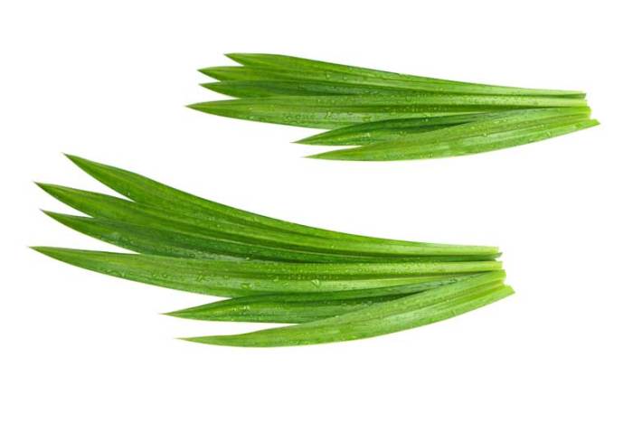 The Asian Vanilla aka Pandan Leaves - Yummy Kitchen