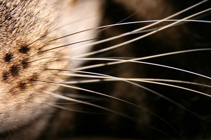 Why Do Cats Have Whiskers? | PetMD