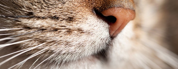 Inflamed Whisker Area | TheCatSite