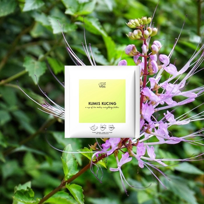 Cat's Whiskers facts and health benefits - Health Benefits