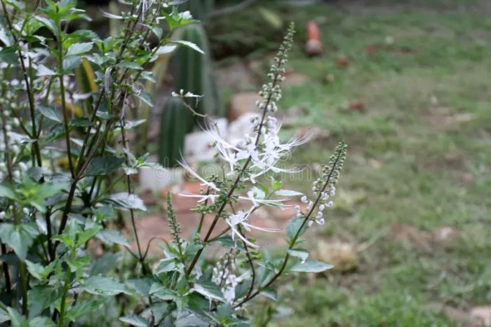 Daun kumis kucing manfaatnya
