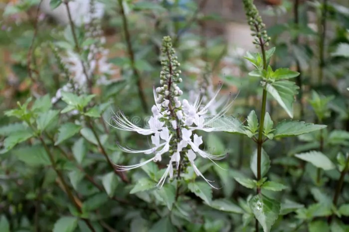 The benefits of the plant cat's whiskers | HEALTH