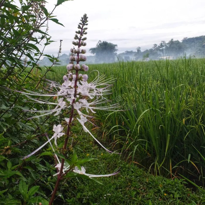 How Do Cats Use Their Whiskers? – Great Cat Info