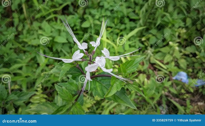 Daun kumis kucing manfaatnya