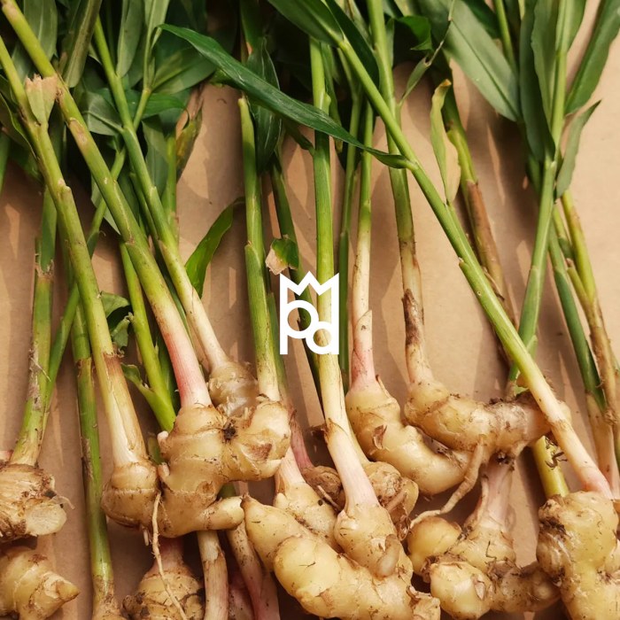 Lemongrass Ginger Herbal Tea — Lemon in Ginger