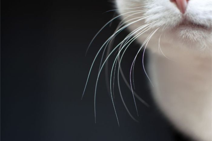 What is 'Whisker Stress'? Efek samping daun kumis kucing