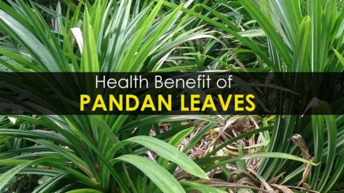 Pandan Leaves - 8 Best Health Benefits, Side Effects and Quick Recipes