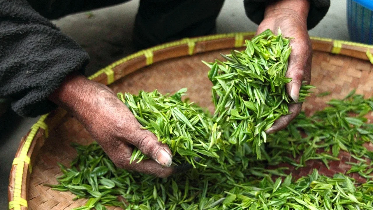 Daun Sirih Untuk Sipilis: Manfaat, Cara Penggunaan, Dan Batasan Pengobatan Herbal