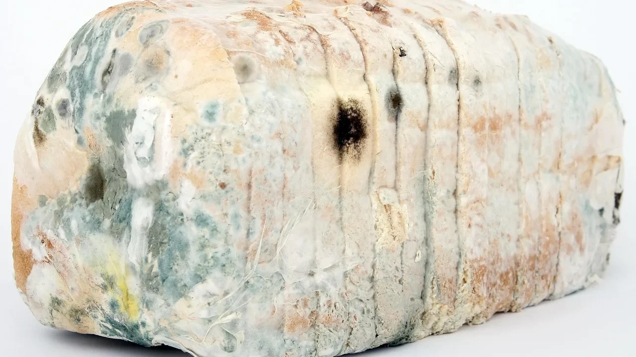 Mengapa Penicillin Menjadi Pilihan Utama Untuk Sipilis?