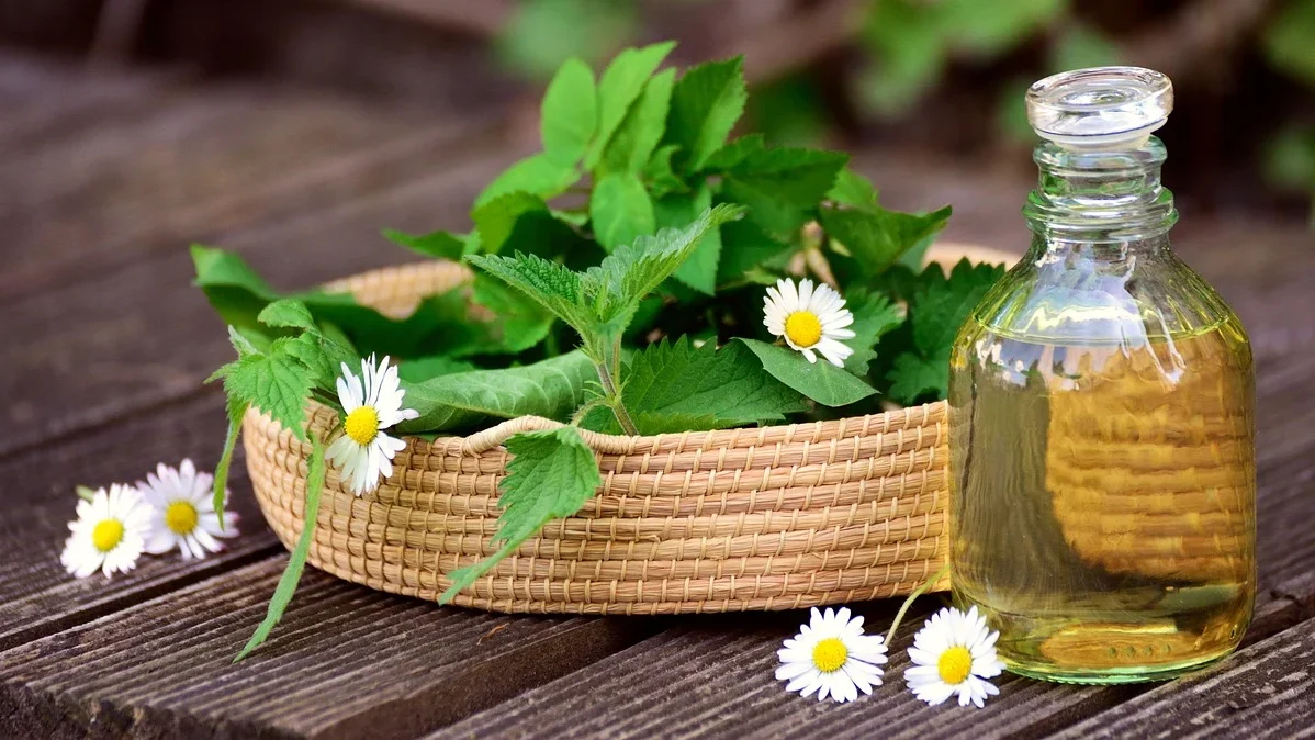 Potensi Obat Herbal Sipilis Sebagai Pendamping Medis