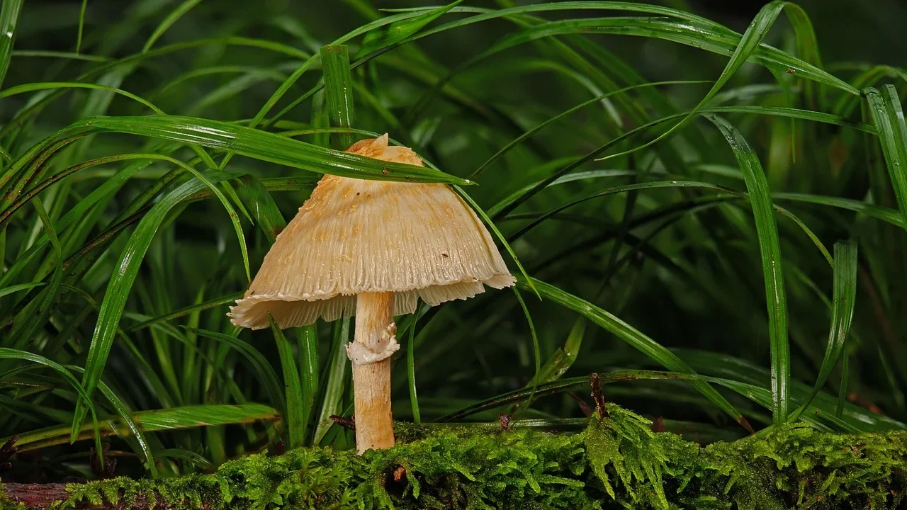 Cara Efektif Mencegah Panu Agar Tidak Kembali Lagi