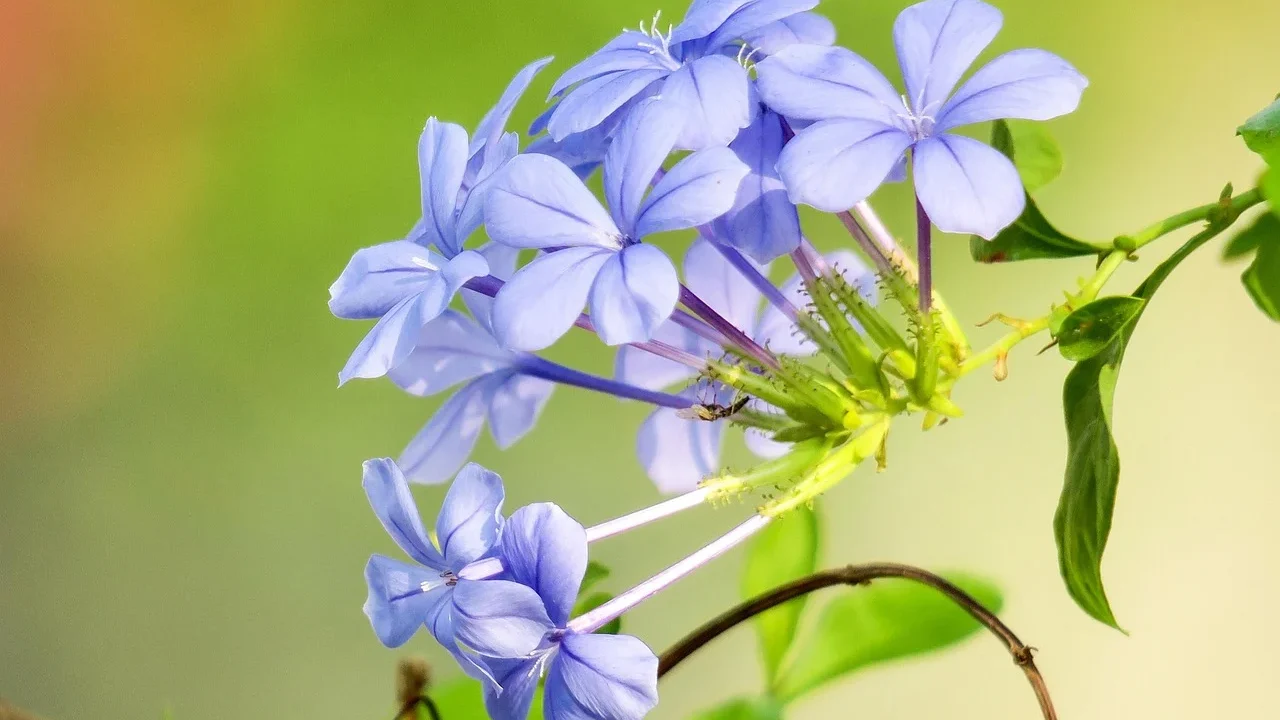Penyebab Dan Faktor Risiko Penyakit Panu