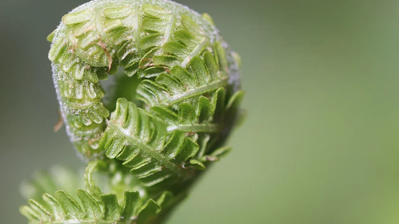 Tips Memilih Dan Menggunakan Obat Panu Secara Efektif